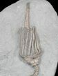 Macrocrinus Crinoid With Preserved Anal Tube - Indiana #22770-1